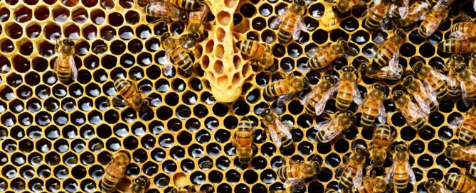 Bienen