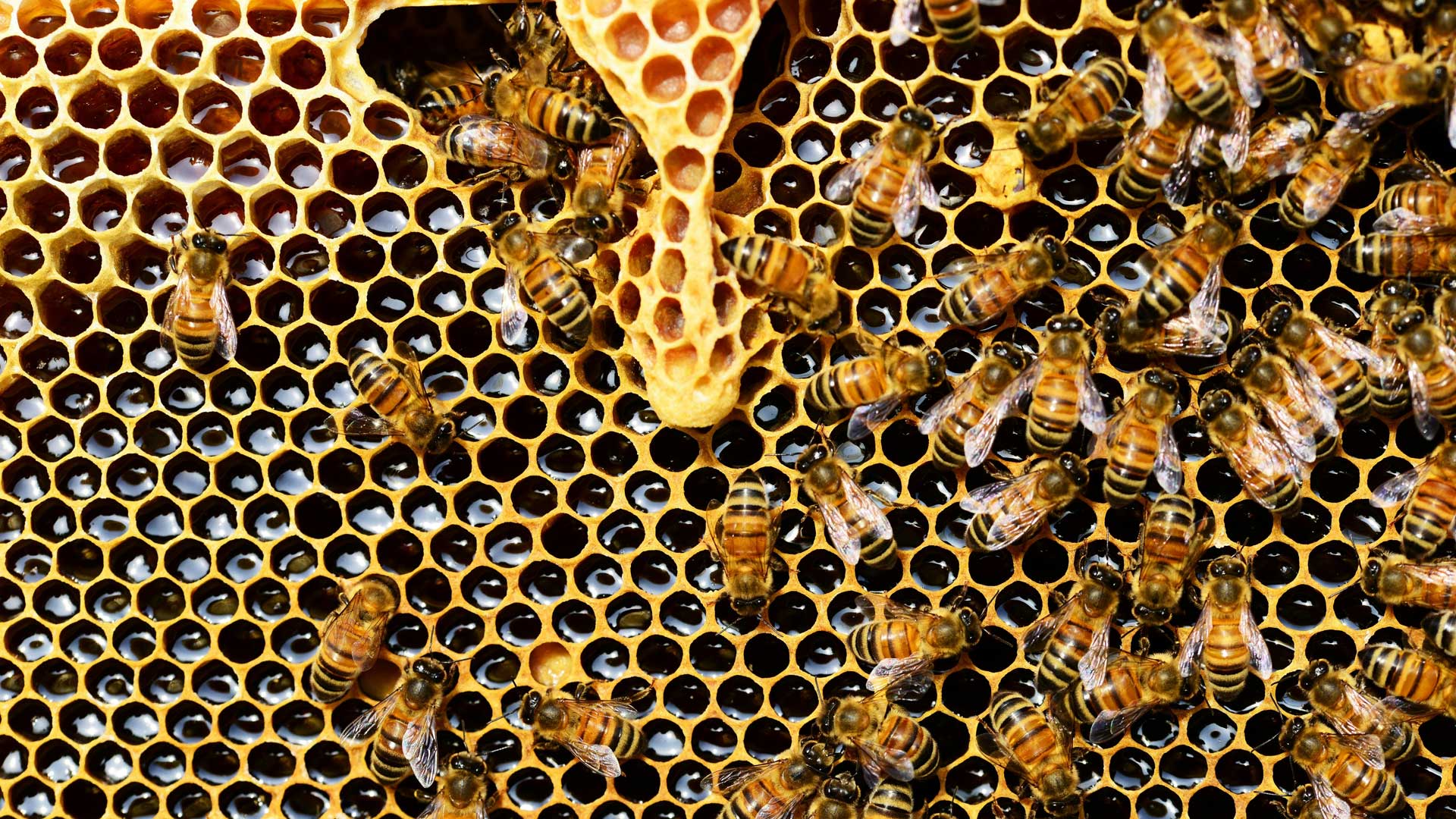 Bienen