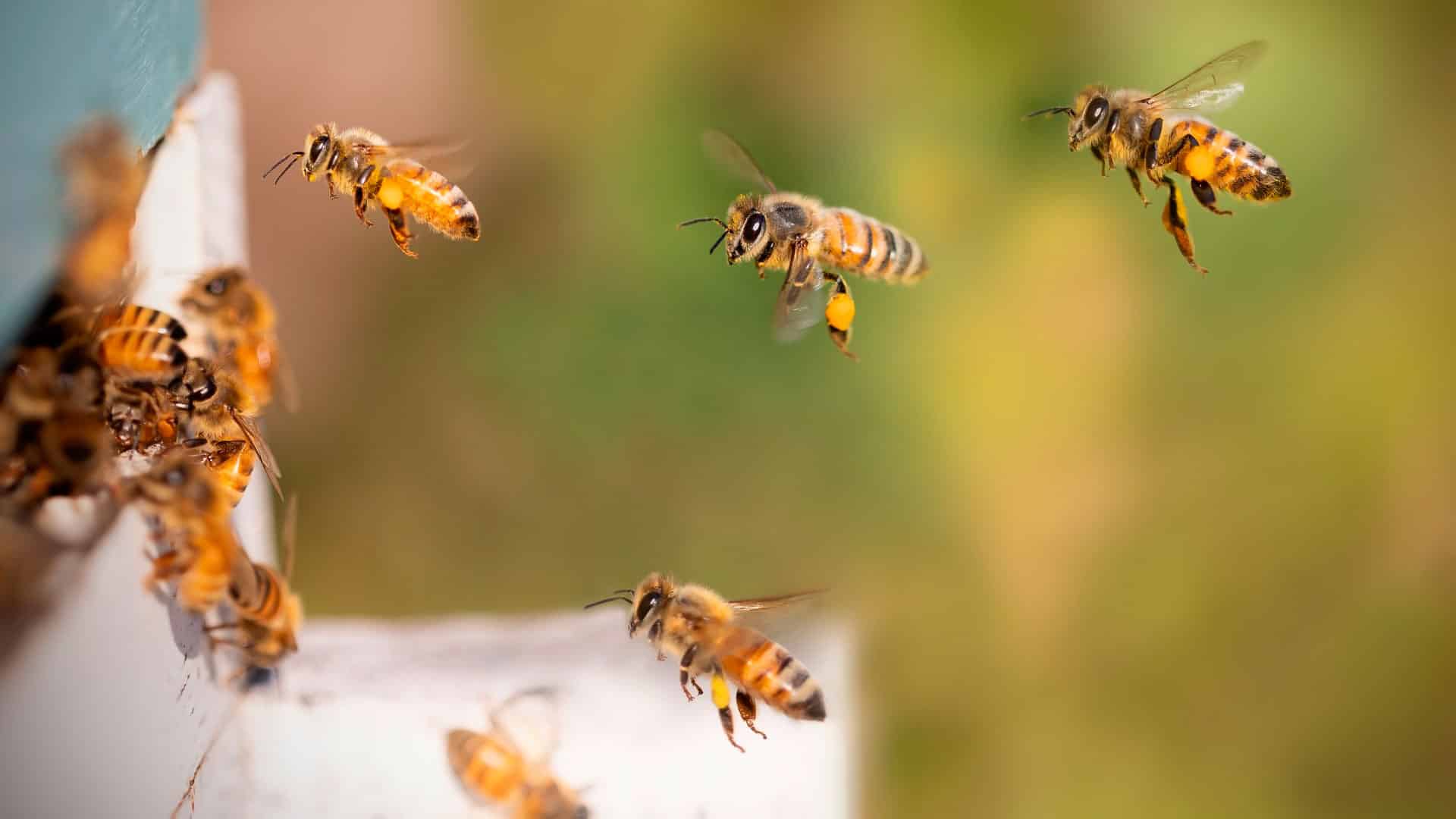 Auswirkungen elektromagnetischer Strahlung auf Tiere und Pflanzen
