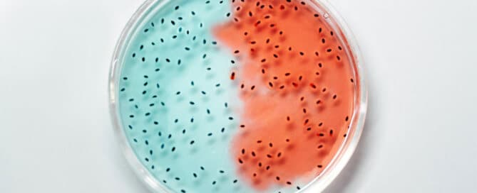 Antibiotika-Resistenz durch WLAN und Mobilfunk
