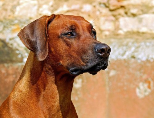 Schimmelspürhunde: Wertvolle Helfer – oder die Ursache falscher Alarme?