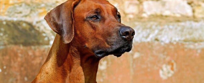 Schimmelspürhunde