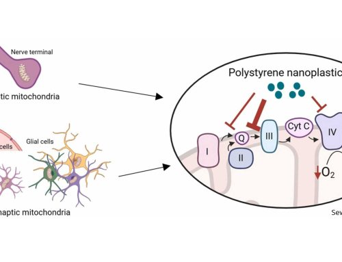 Wie Nanoplastik aus Polystyrol die Energieversorgung in unserem Gehirn stört