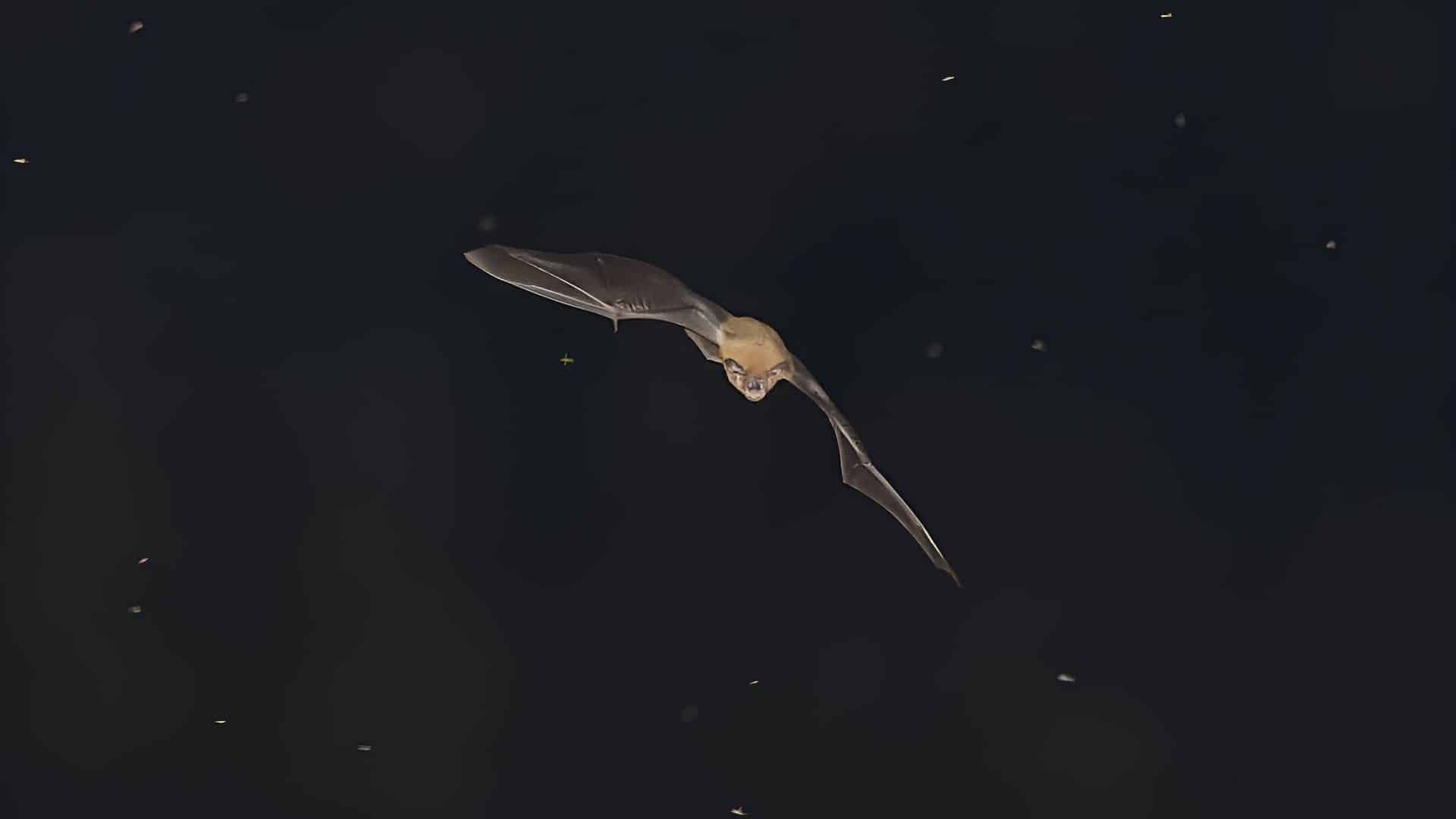 Fledermaus
